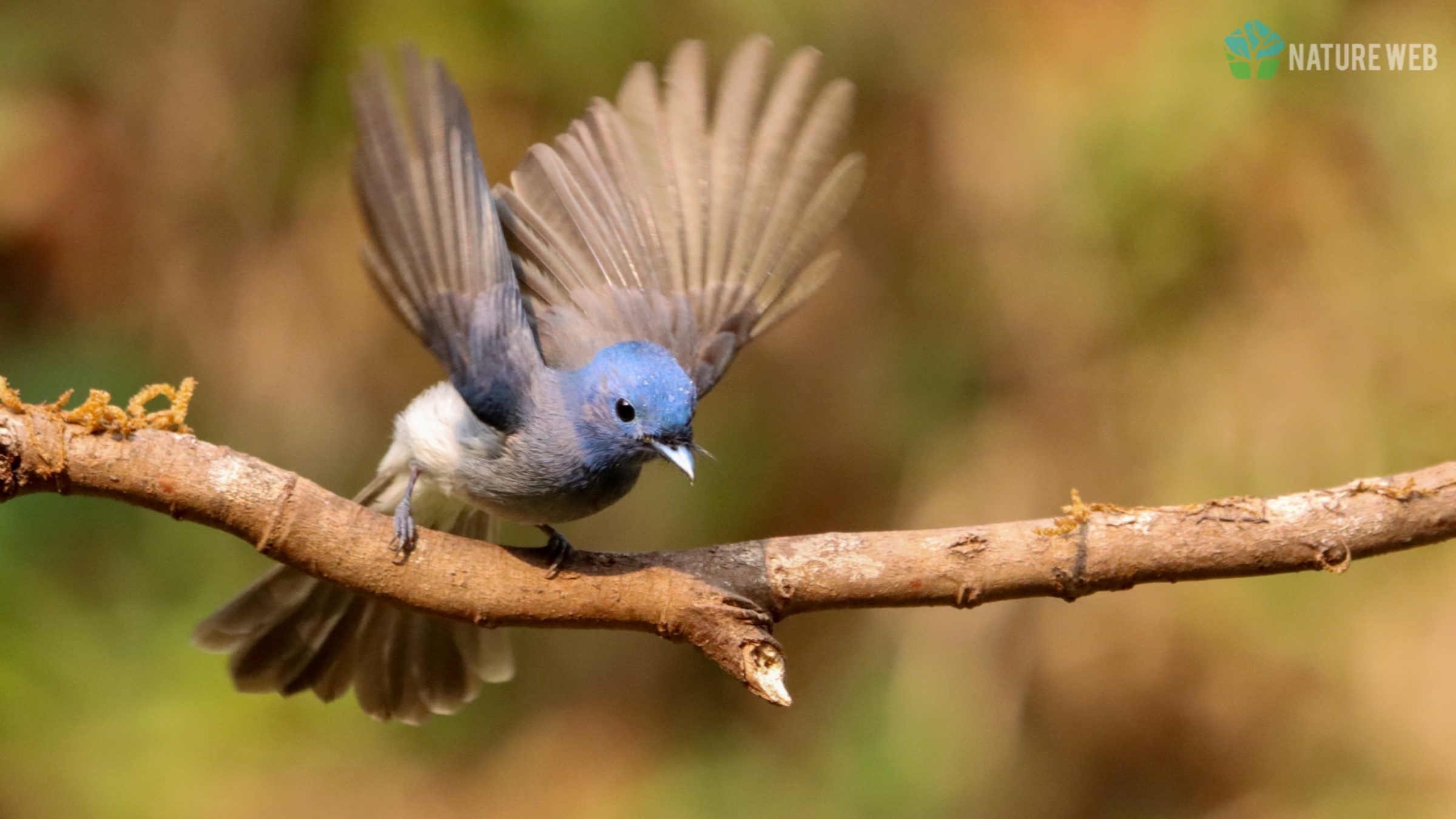 Black-naped Monarch